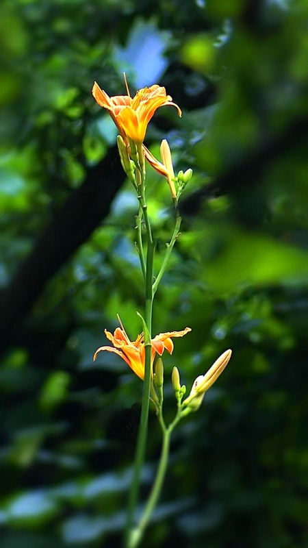 Фотографія Гламур / Igor Vakaliuk / photographers.ua