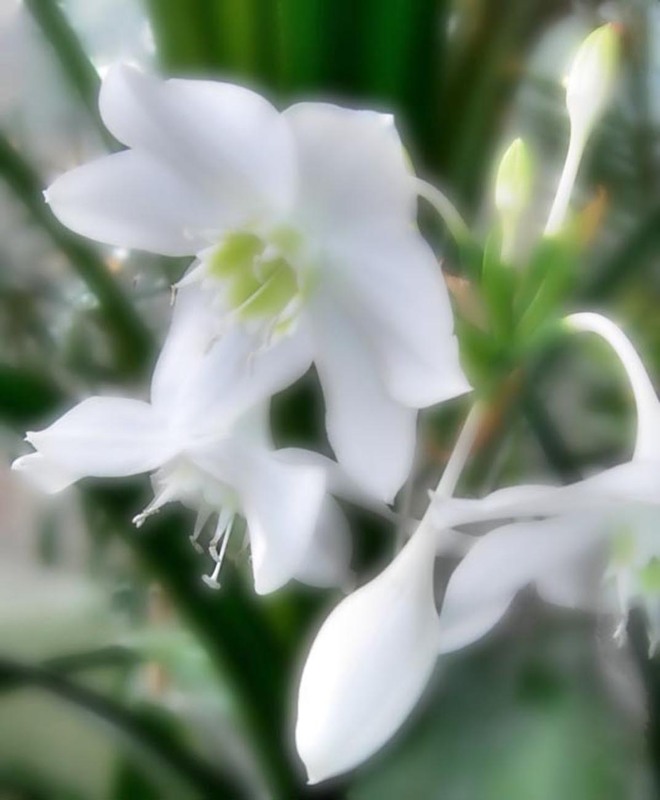 Фотографія Гламур / Igor Vakaliuk / photographers.ua