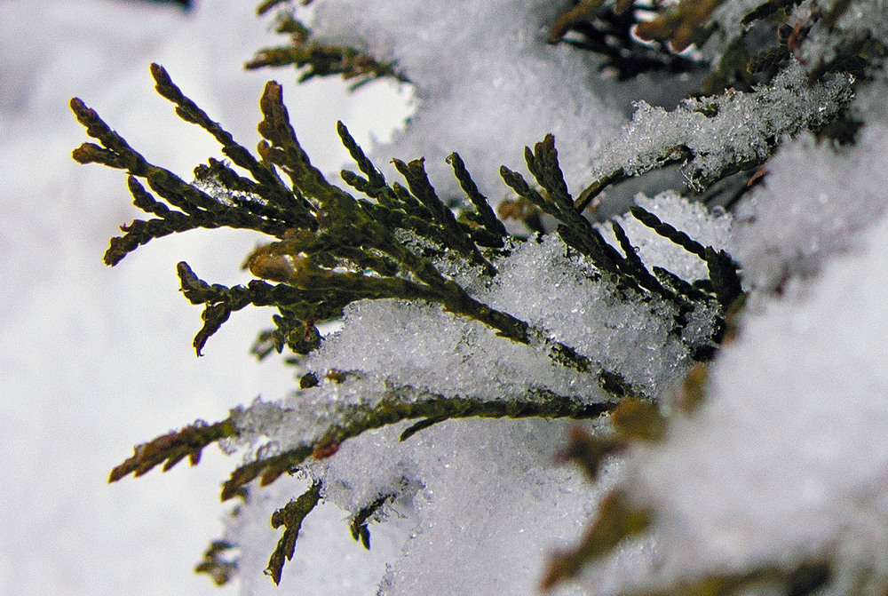 Фотографія ... ще трішки зими (2) ... / Igor Vakaliuk / photographers.ua