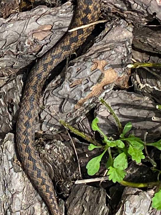 Фотографія ... візерунки природи ... (... під ногами...) / Igor Vakaliuk / photographers.ua