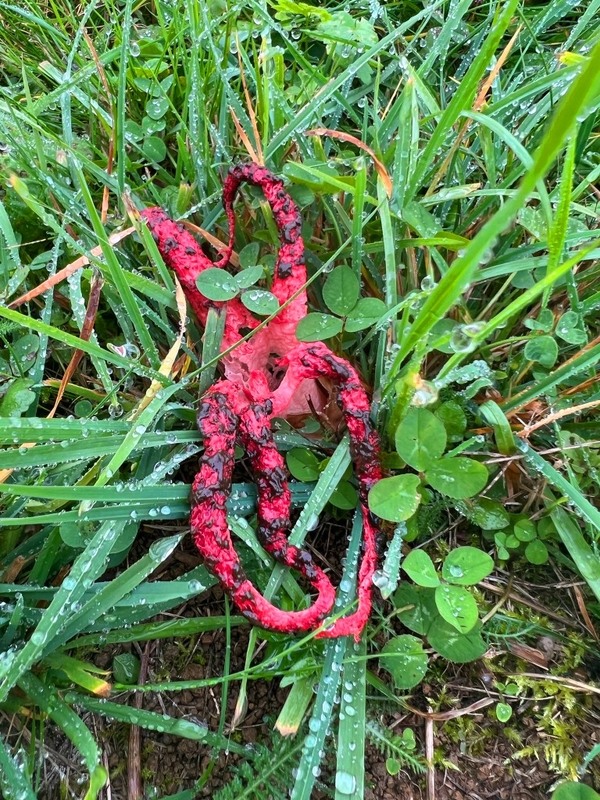 Фотографія гриб / Igor Vakaliuk / photographers.ua