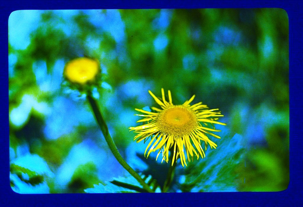 Фотографія Гламур / Igor Vakaliuk / photographers.ua