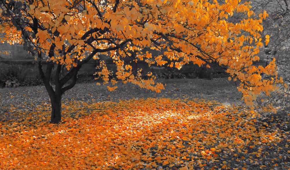 Фотографія И листьев тихое шуршанье, ковром ложится на траву... / Леопольд / photographers.ua
