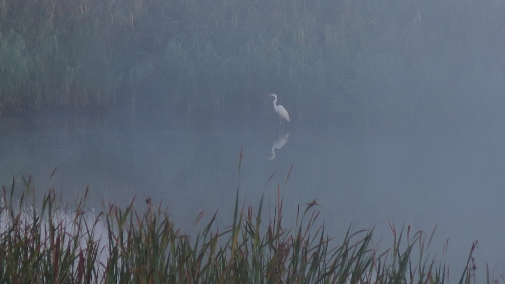 Фотографія Ранковий етюд / Леопольд / photographers.ua