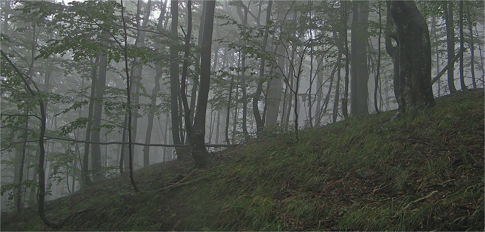Фотографія Туман в лесу / Леопольд / photographers.ua