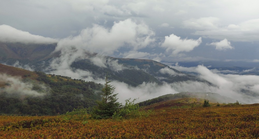 Фотографія На схилах Боржави / Леопольд / photographers.ua