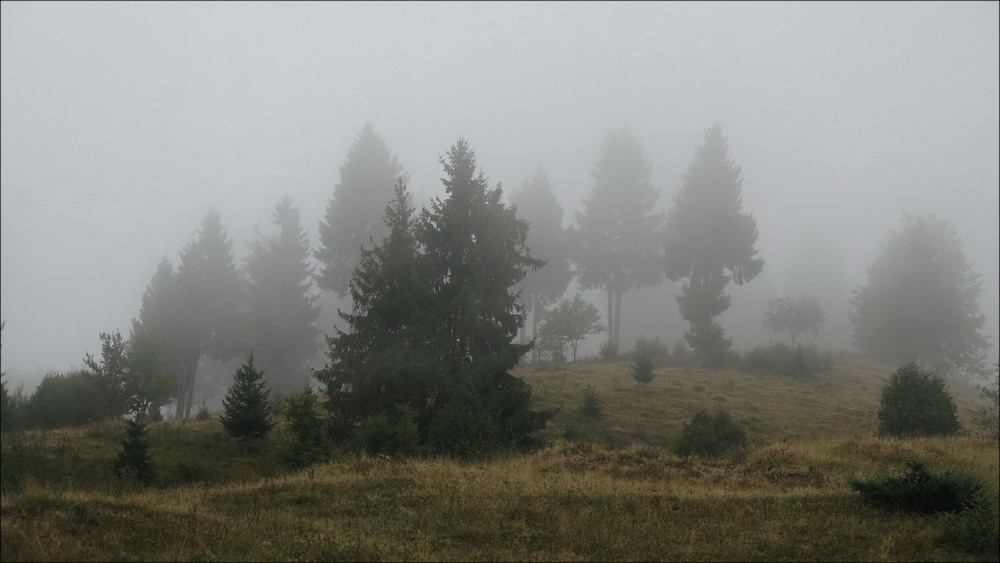 Фотографія Туман / Леопольд / photographers.ua