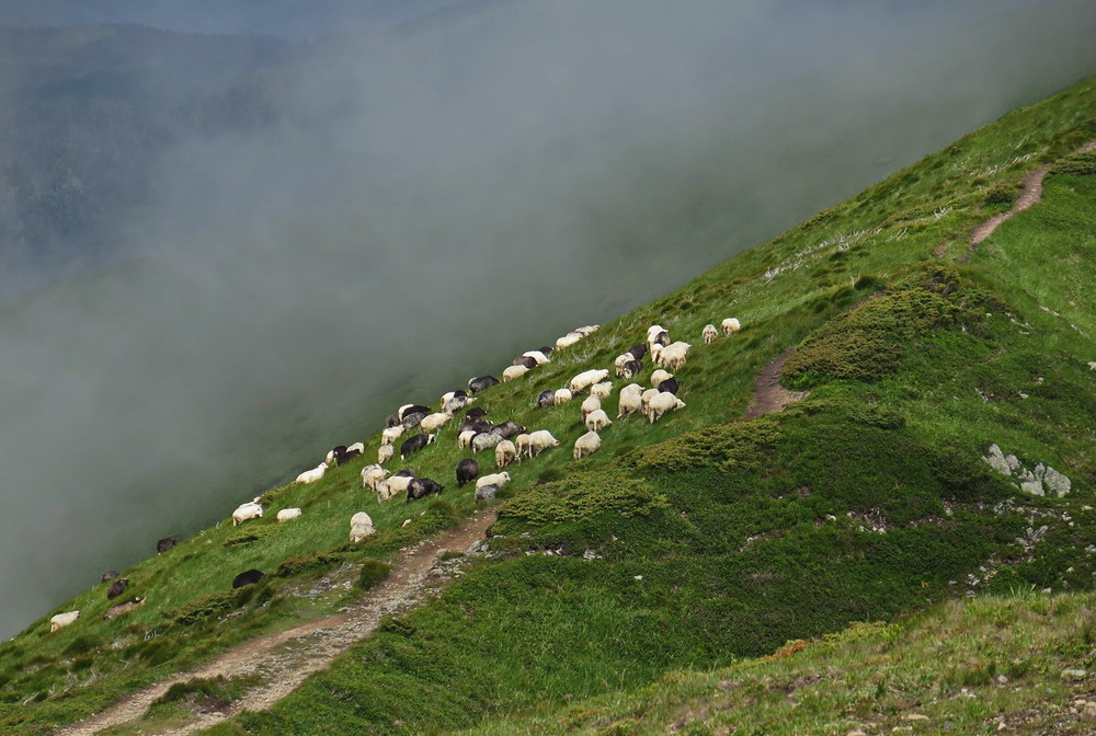 Фотографія Поп-Иван: люди ходят посмотреть, овечки - себя показать. / Леопольд / photographers.ua