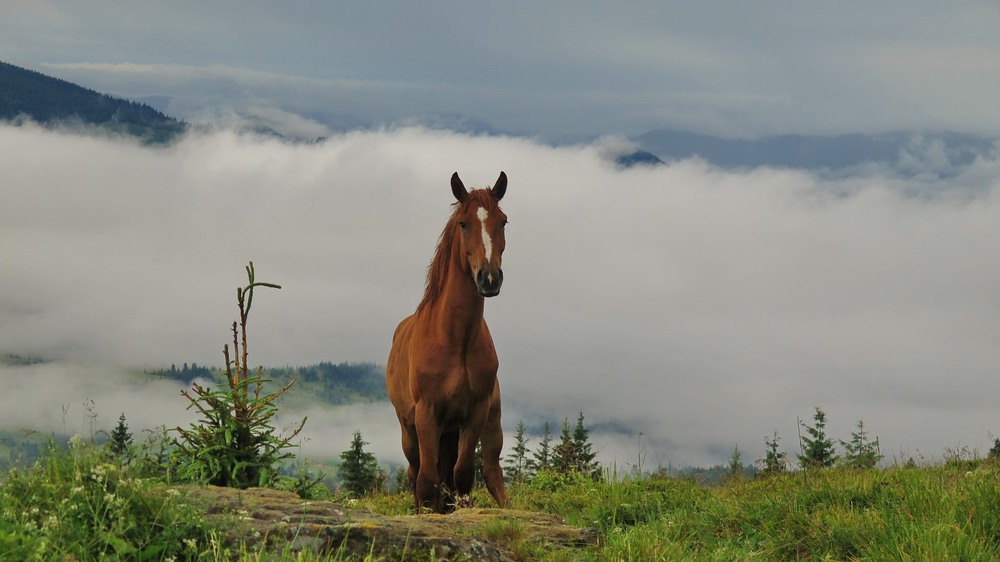 Фотографія Ко мне подходит рыжий конь... косит лиловым глазом. / Леопольд / photographers.ua