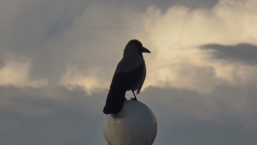 Фотографія Дозор / Леопольд / photographers.ua