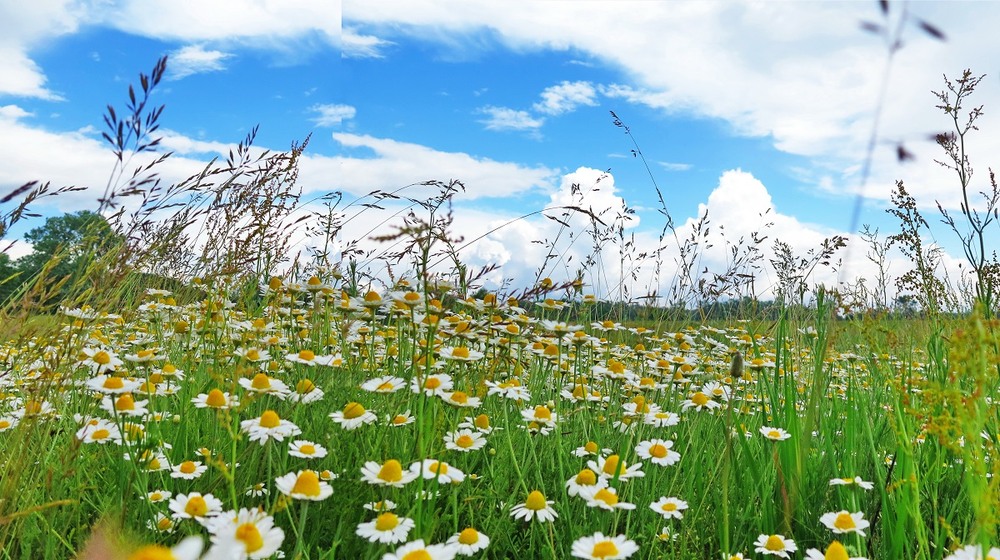 Фотографія Лето, ах лето... / Леопольд / photographers.ua