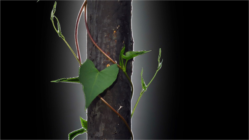 Фотографія *** / Леопольд / photographers.ua