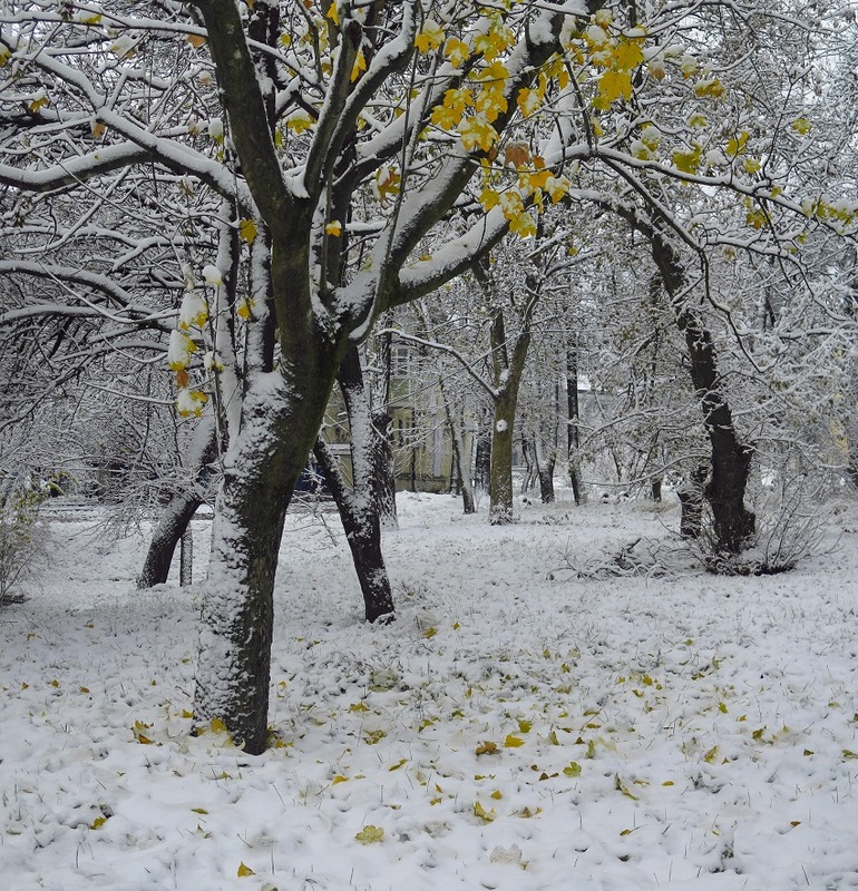 Фотографія Первый снег / Леопольд / photographers.ua