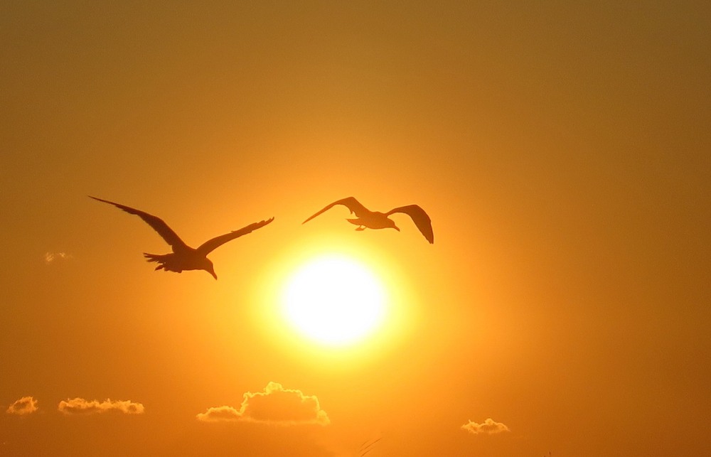 Фотографія Летать - так летать... / Леопольд / photographers.ua