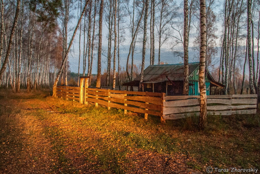 Фотографія «Лісовий комфорт» / Тарас Жаровський / photographers.ua