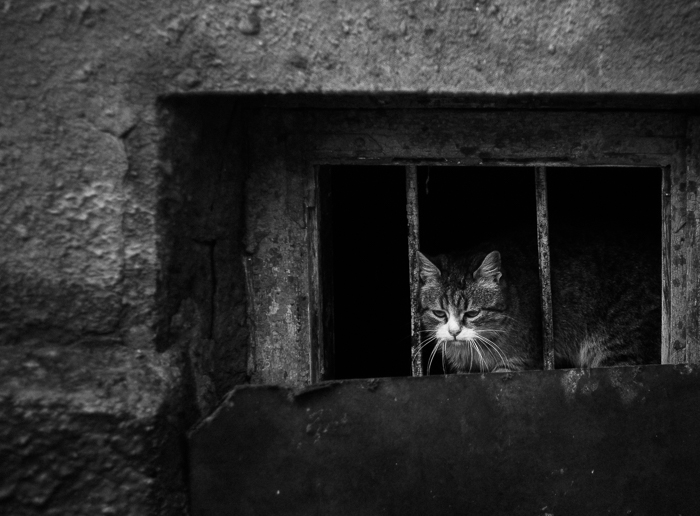 Фотографія Тот кот,который... / Паша Семёнов / photographers.ua