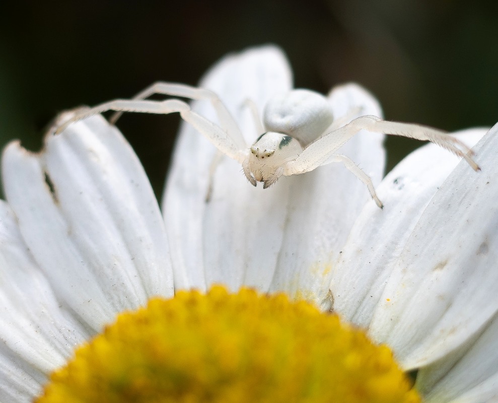 Фотографія Misumena (цветочный паук хамелеон) / Евгений Луцко / photographers.ua