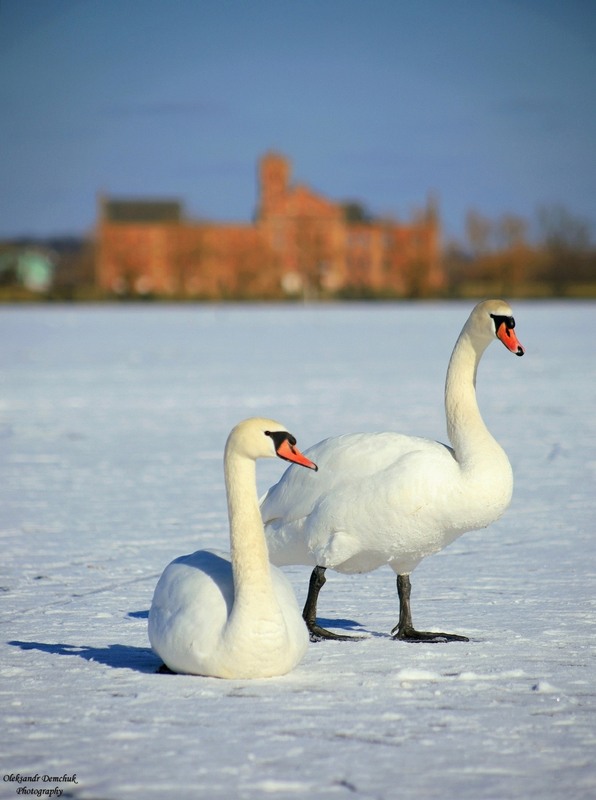Фотографія Лебеді та лютневий мороз / Oleksandr Demchuk / photographers.ua