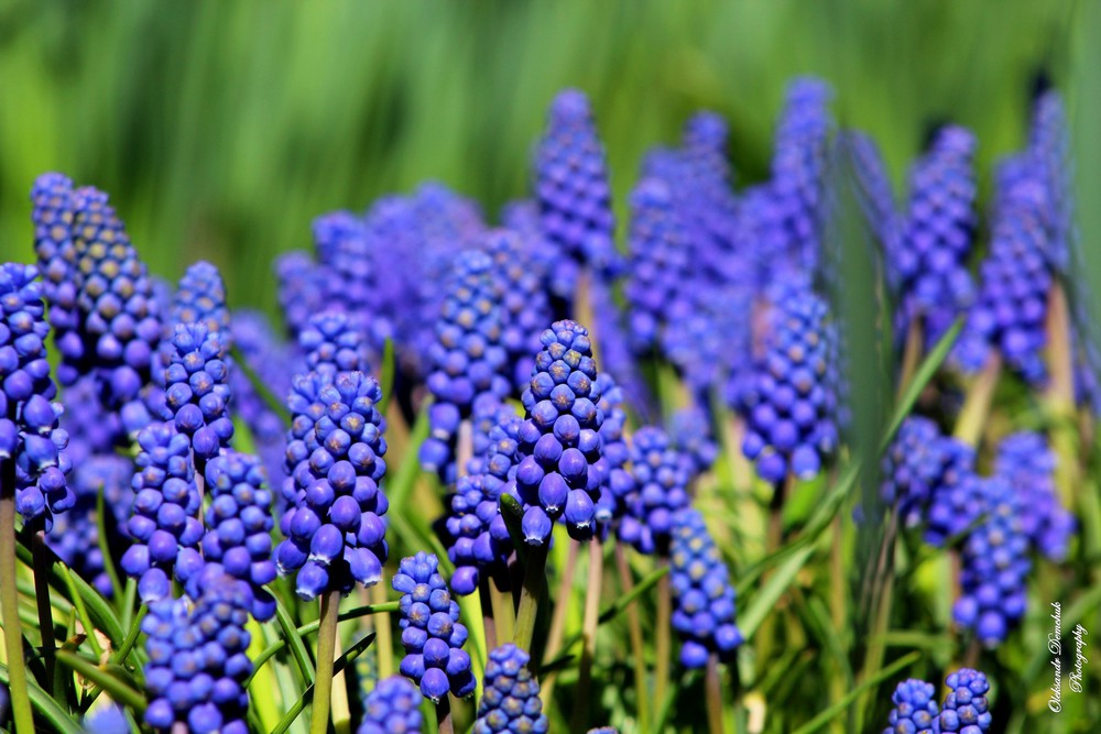 Фотографія blue-eyed hyacinths / Oleksandr Demchuk / photographers.ua
