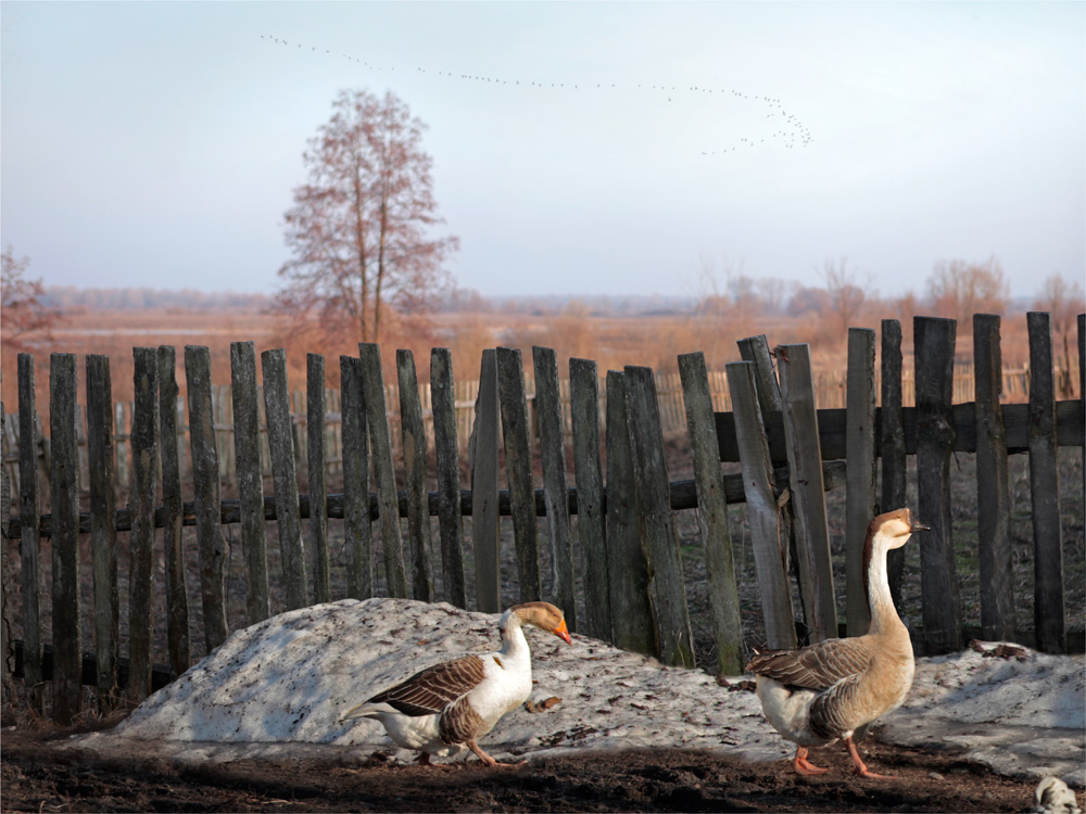 Фотографія гуси-лебеди ... / Елена Шовкопляс / photographers.ua