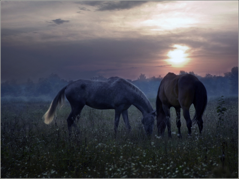 Фотографія любовь на воле... / Елена Шовкопляс / photographers.ua