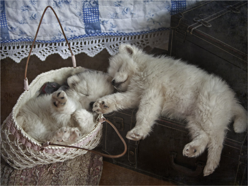 Фотографія спят усталые игрушки... / Елена Шовкопляс / photographers.ua