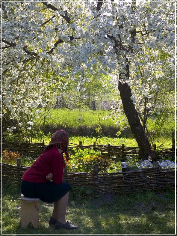 Фотографія "Росте черешня в мами на городі..." / Елена Шовкопляс / photographers.ua