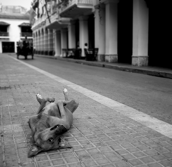 Фотографія Friend from Cartagena / Ivashkiv Dmytro / photographers.ua