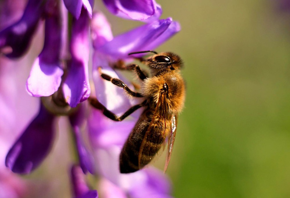 Фотографія Ранним утром на цветок пчелка прилетела... / Лариса / photographers.ua
