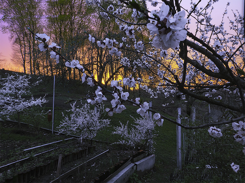 Фотографія Цветение абрикоса и войлочной вишни на фоне закатного неба. / Валерий Изотов / photographers.ua