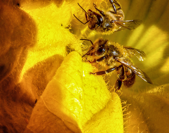 Фотографія Без пчелиной пыльцы и меда не будет. / Валерий Изотов / photographers.ua