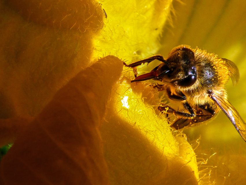 Фотографія Пчела в цветке. / Валерий Изотов / photographers.ua