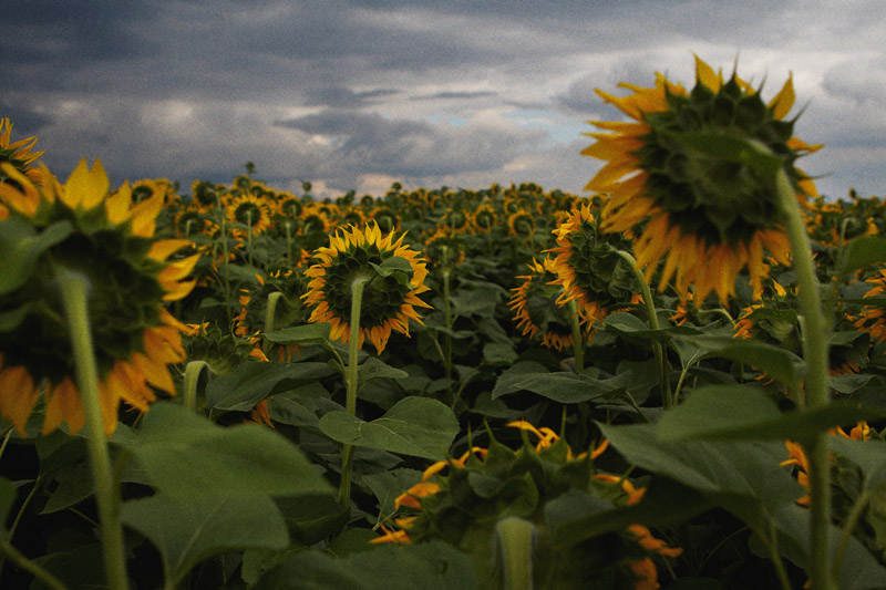 Фотографія sunflowers / сергей гудак / photographers.ua