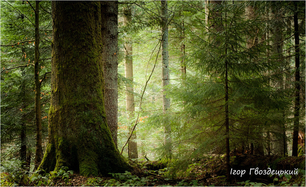 Фотографія ...ліс! !!...праліс...Бескиди...! / Ігор Гвоздецький / photographers.ua