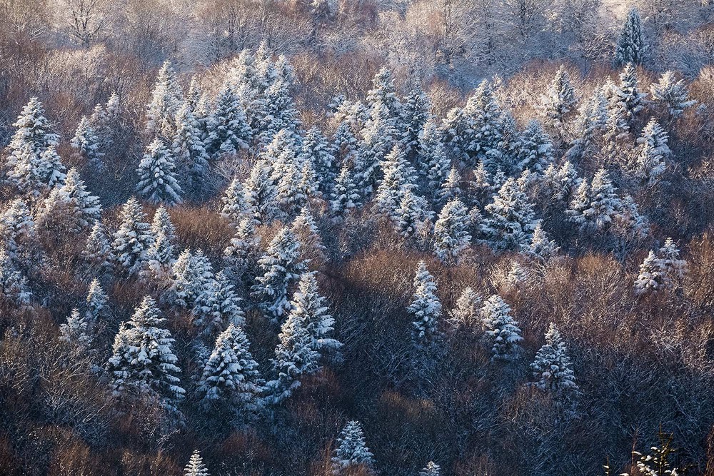 Фотографія ...зимові текстури... / Ігор Гвоздецький / photographers.ua