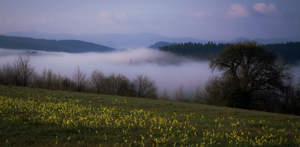 Фотографія ...примулово-туманний ранок в Бескидах... / Ігор Гвоздецький / photographers.ua
