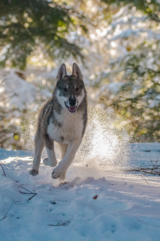Фотографія ...my dog. West Siberian Laika... / Ігор Гвоздецький / photographers.ua