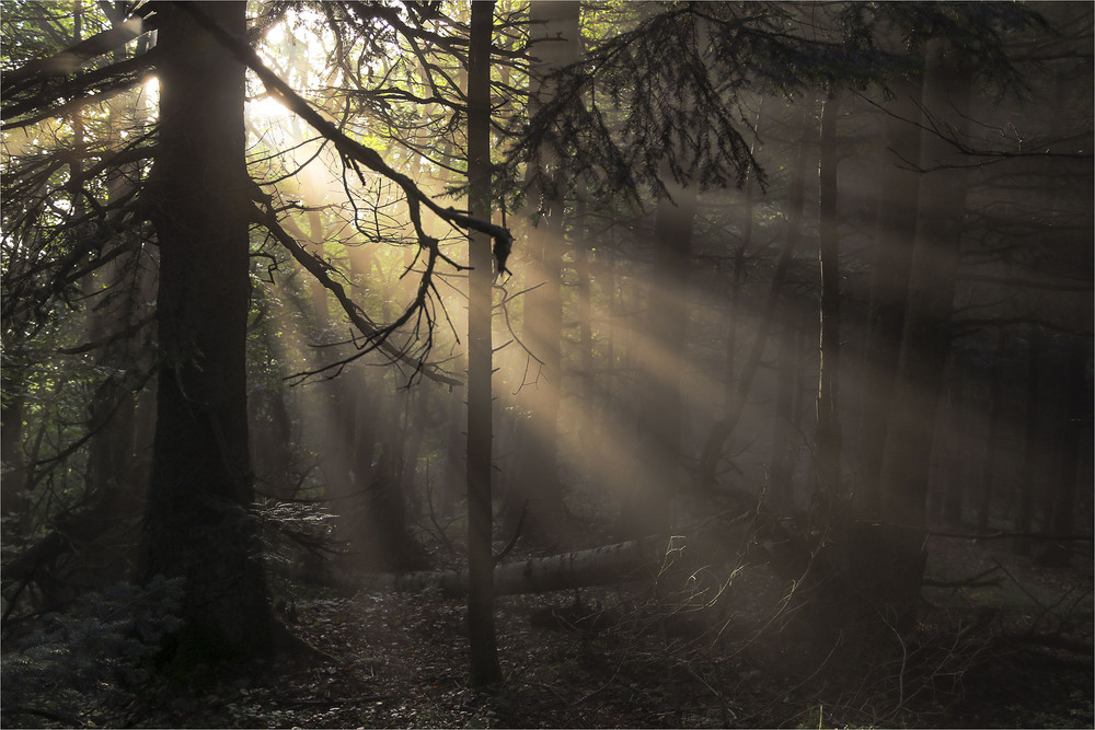 Фотографія ...казковий ранок в казковому лісі Карпат... / Ігор Гвоздецький / photographers.ua