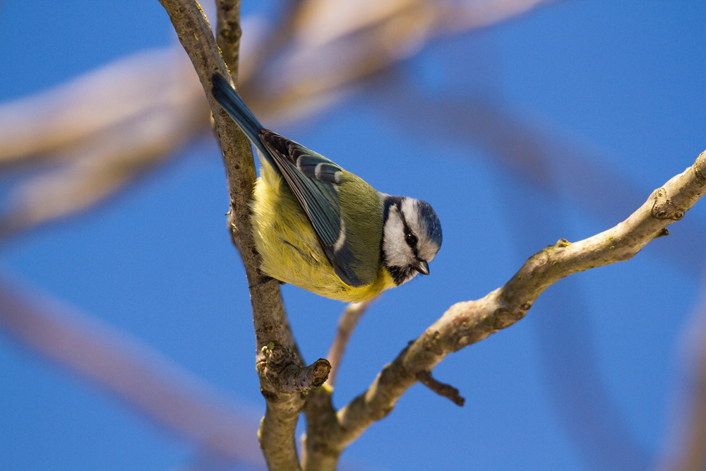 Фотографія Eurasian blue tit / Ігор Гвоздецький / photographers.ua