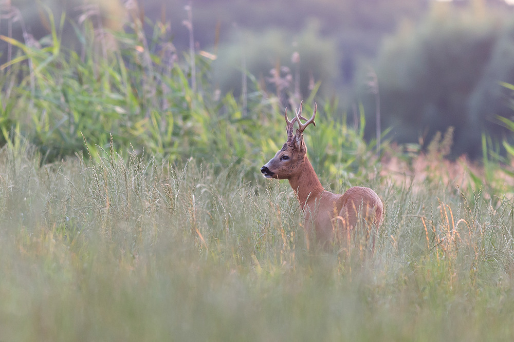 Фотографія козуля європейська - European roe deer (Capreolus capreolus) / Ігор Гвоздецький / photographers.ua