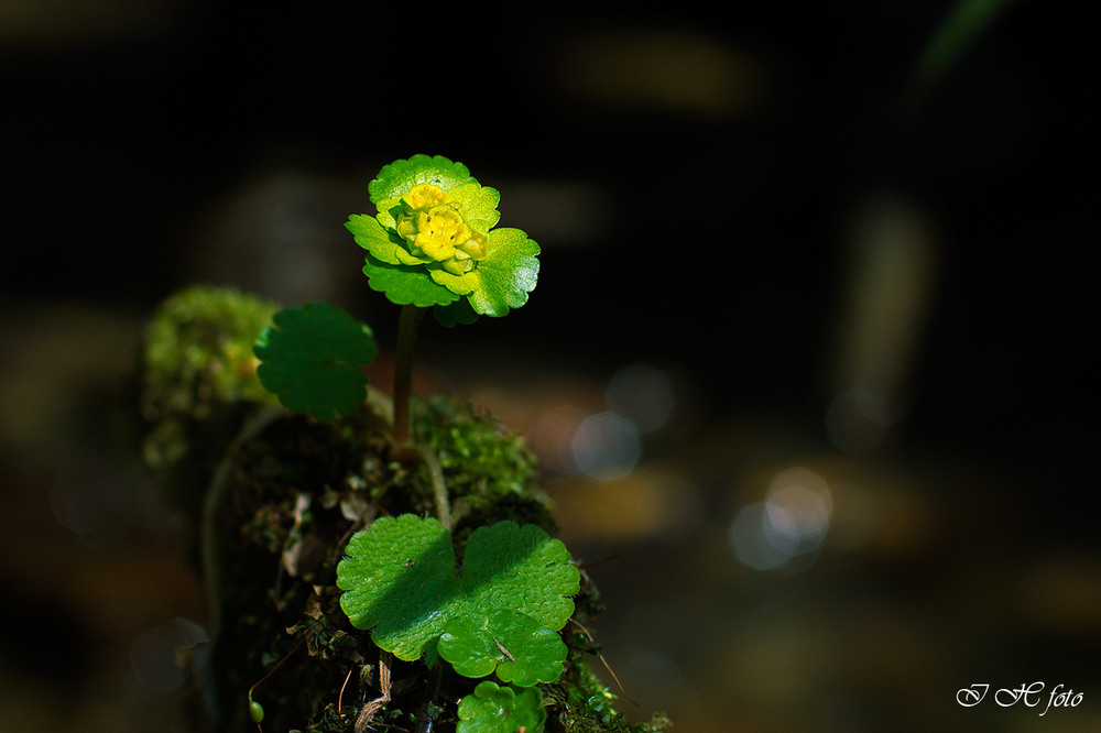 Фотографія Chrysosplenium alternifolium - жовтяниця черговолиста... / Ігор Гвоздецький / photographers.ua