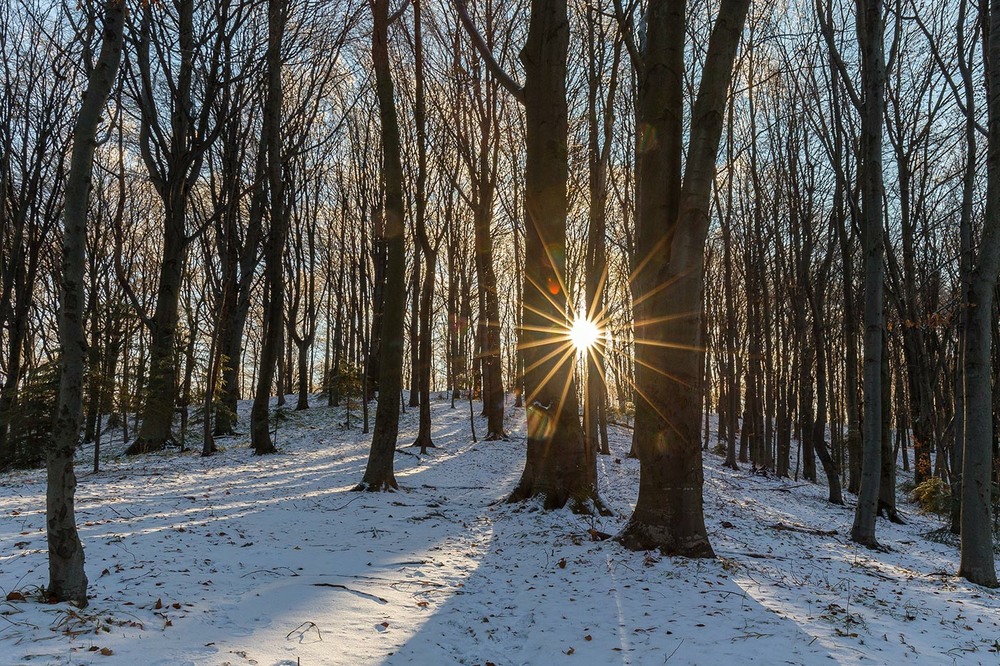 Фотографія казка зимового лісу / Ігор Гвоздецький / photographers.ua