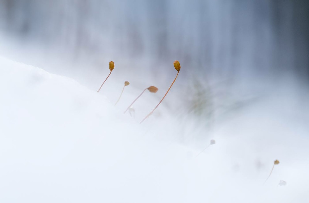 Фотографія ...грудень в буковому лісі... / Ігор Гвоздецький / photographers.ua