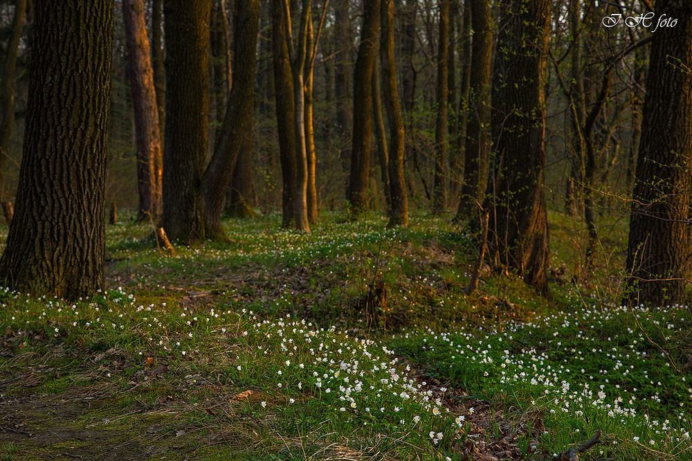 Фотографія ...весняний ліс... / Ігор Гвоздецький / photographers.ua