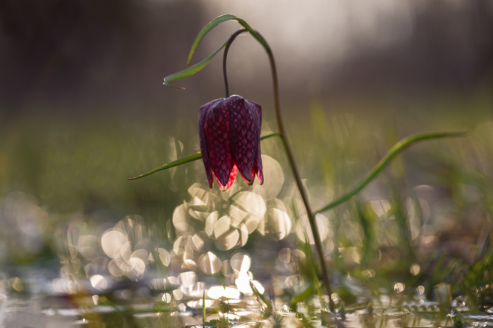 Фотографія Рябчик шаховиц (Fritillaria meleagris) / Ігор Гвоздецький / photographers.ua