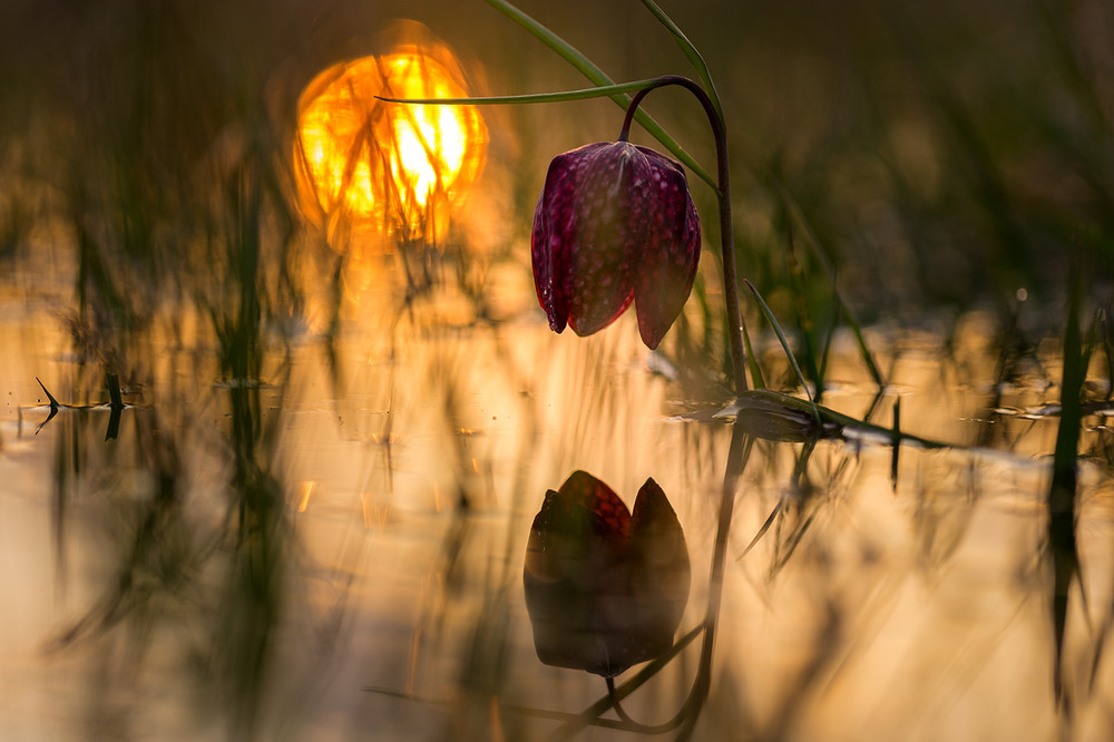 Фотографія Рябчик шаховий / Ігор Гвоздецький / photographers.ua