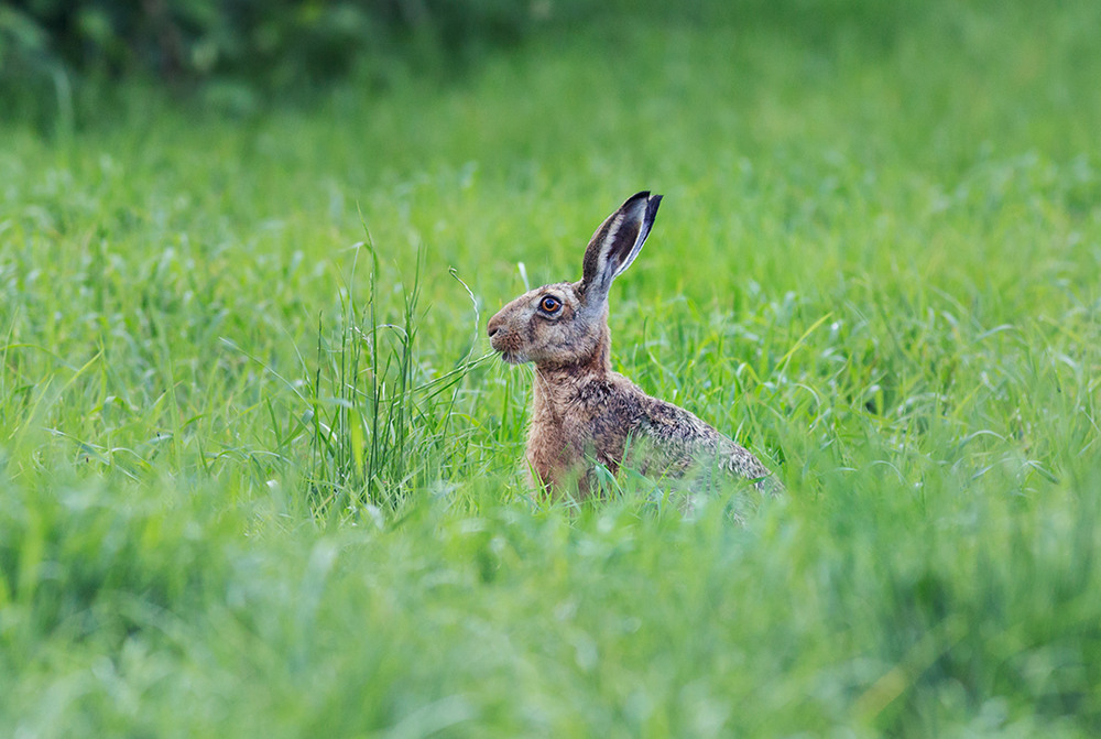 Фотографія ...заєць русак - European hare (Lepus europaeus)... / Ігор Гвоздецький / photographers.ua