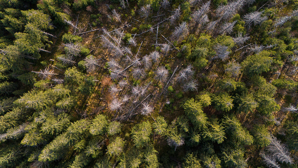 Фотографія ...жива лісова екосистема... / Ігор Гвоздецький / photographers.ua