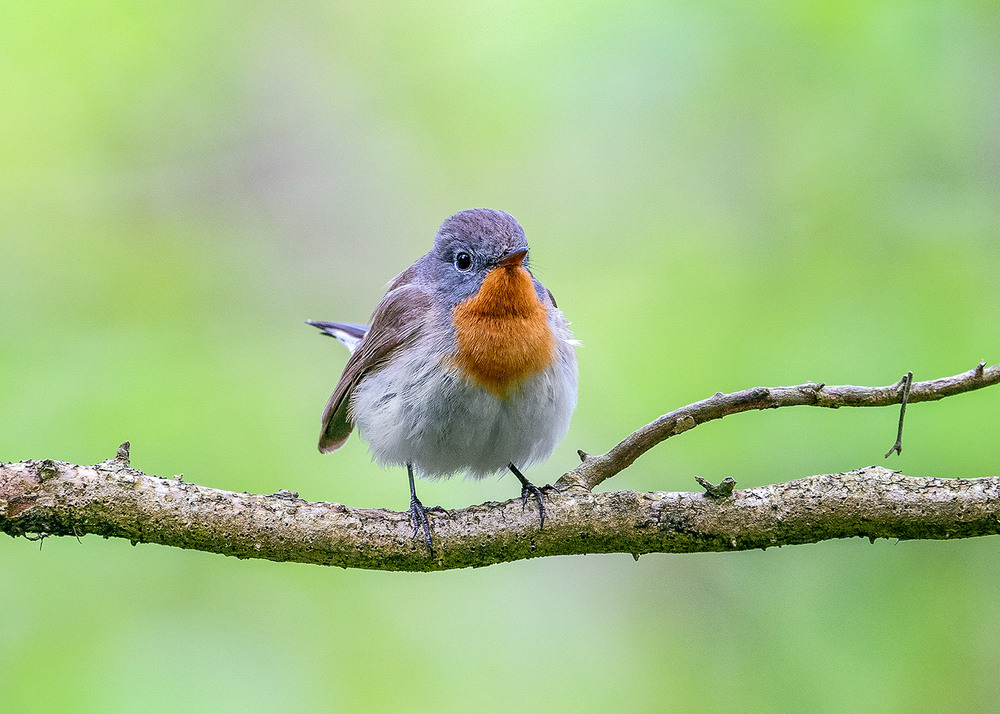 Фотографія Мухоловка мала, самець / Ігор Гвоздецький / photographers.ua