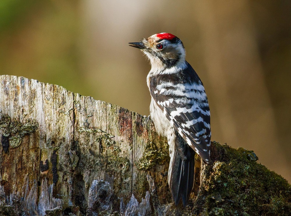 Фотографія ...Дятел малий, самець - lesser spotted woodpecker (Dryobates minor) / Ігор Гвоздецький / photographers.ua